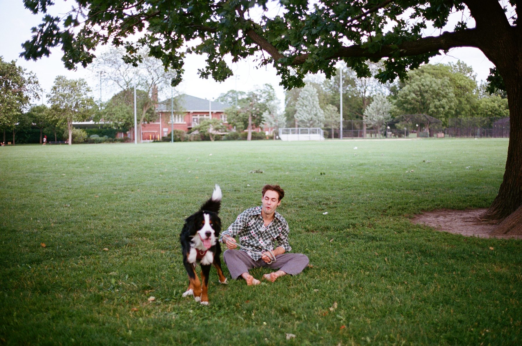 Walker Wonder sitting in a Chicago park with a Bernese mountain dog